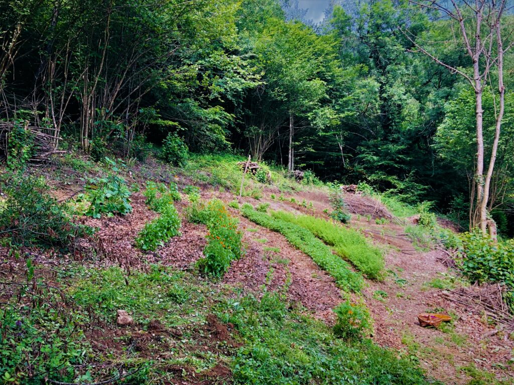 Le jardin des médicinales